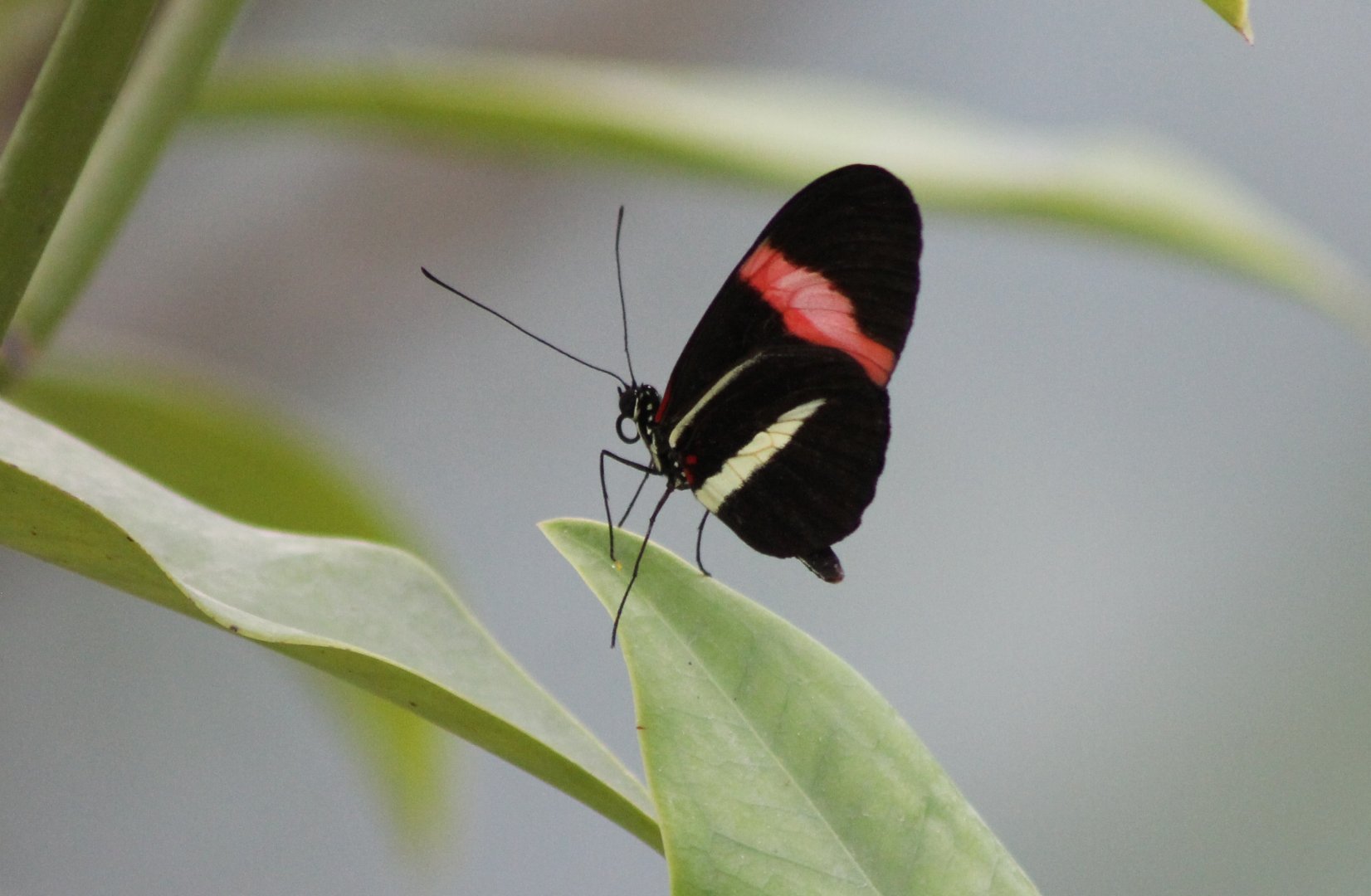 Common postman (Heliconius melpomene)