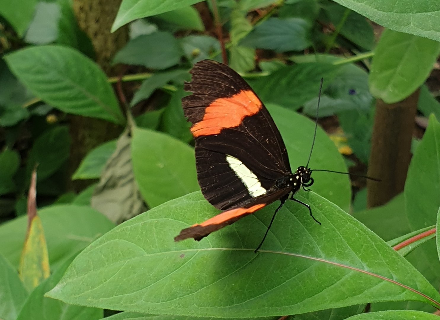 Common postman - Heliconius melpomene