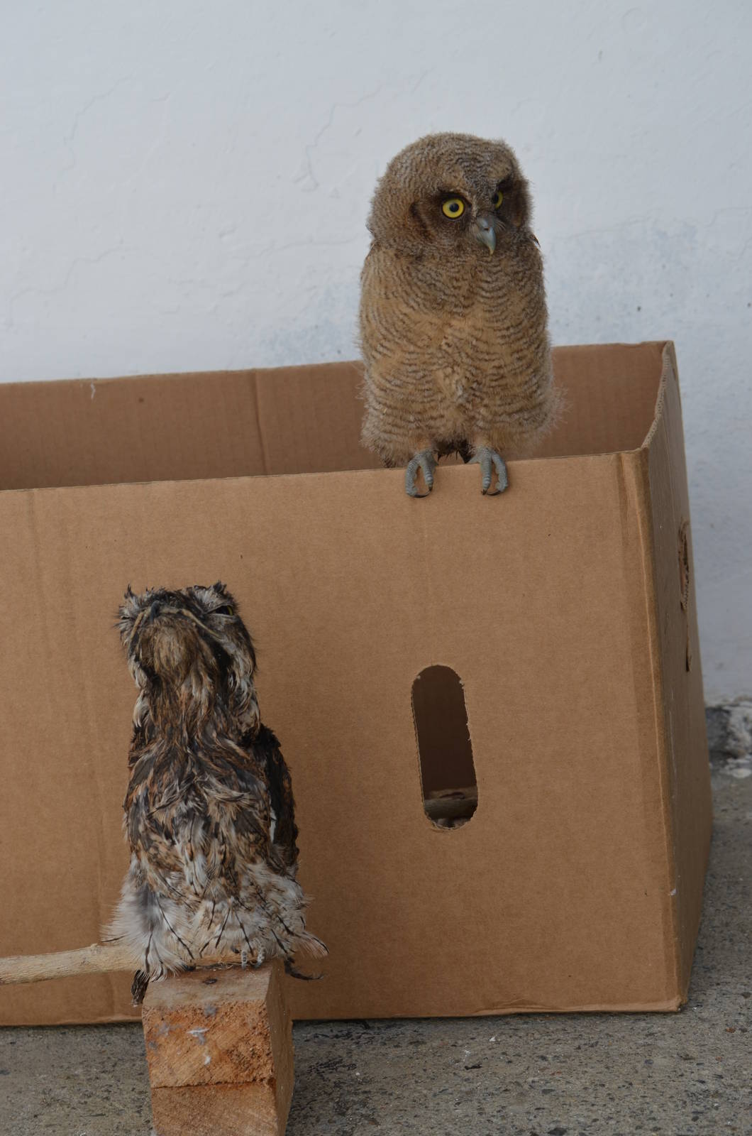 Common potoo and Tropical screech owl