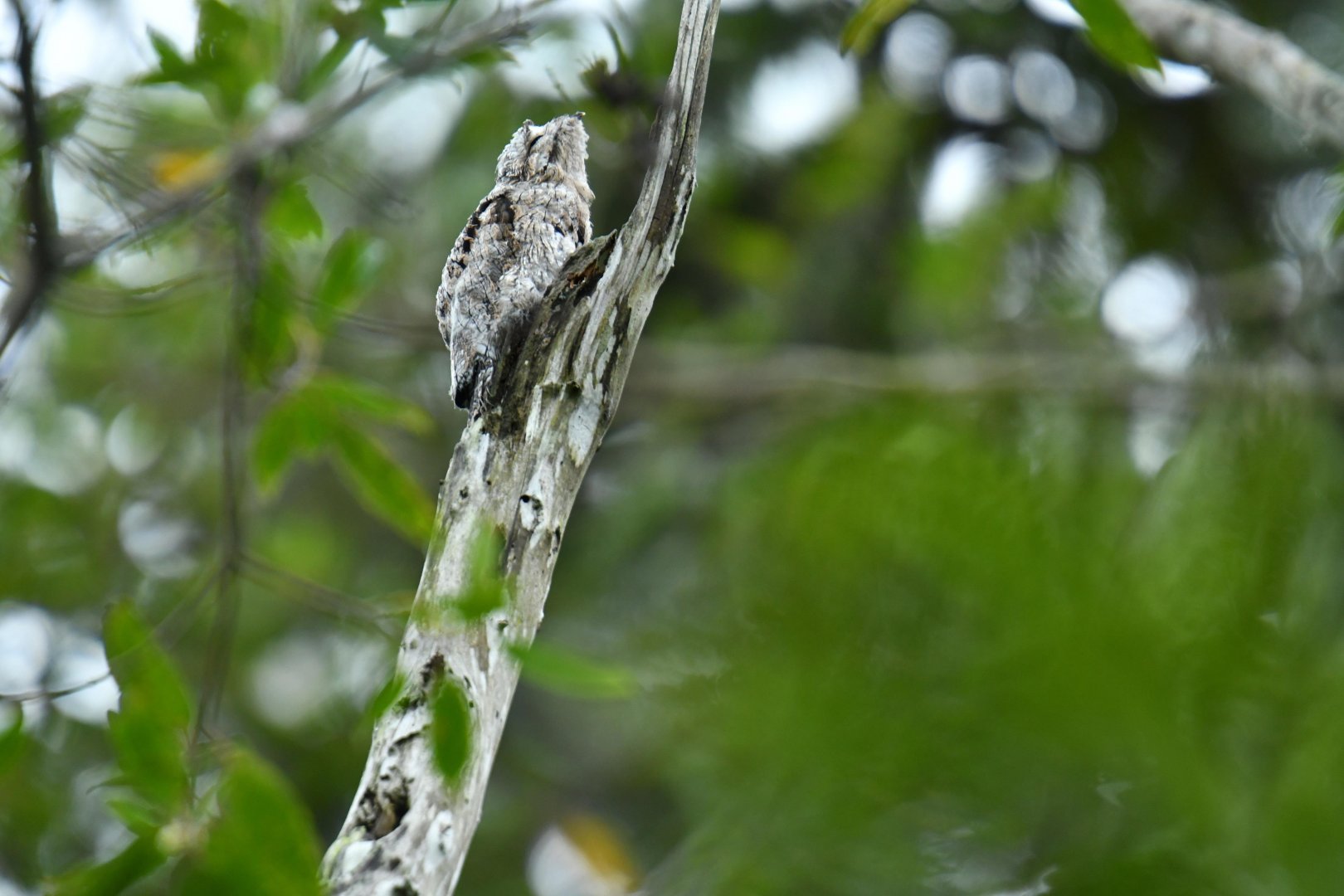 Common Potoo, juvenile (Nyctibius griseus)