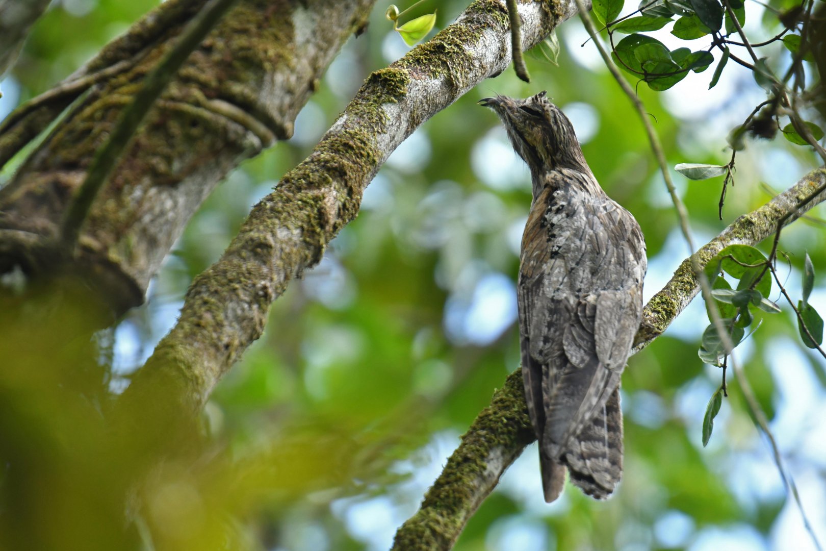 Common Potoo (Nyctibius griseus)