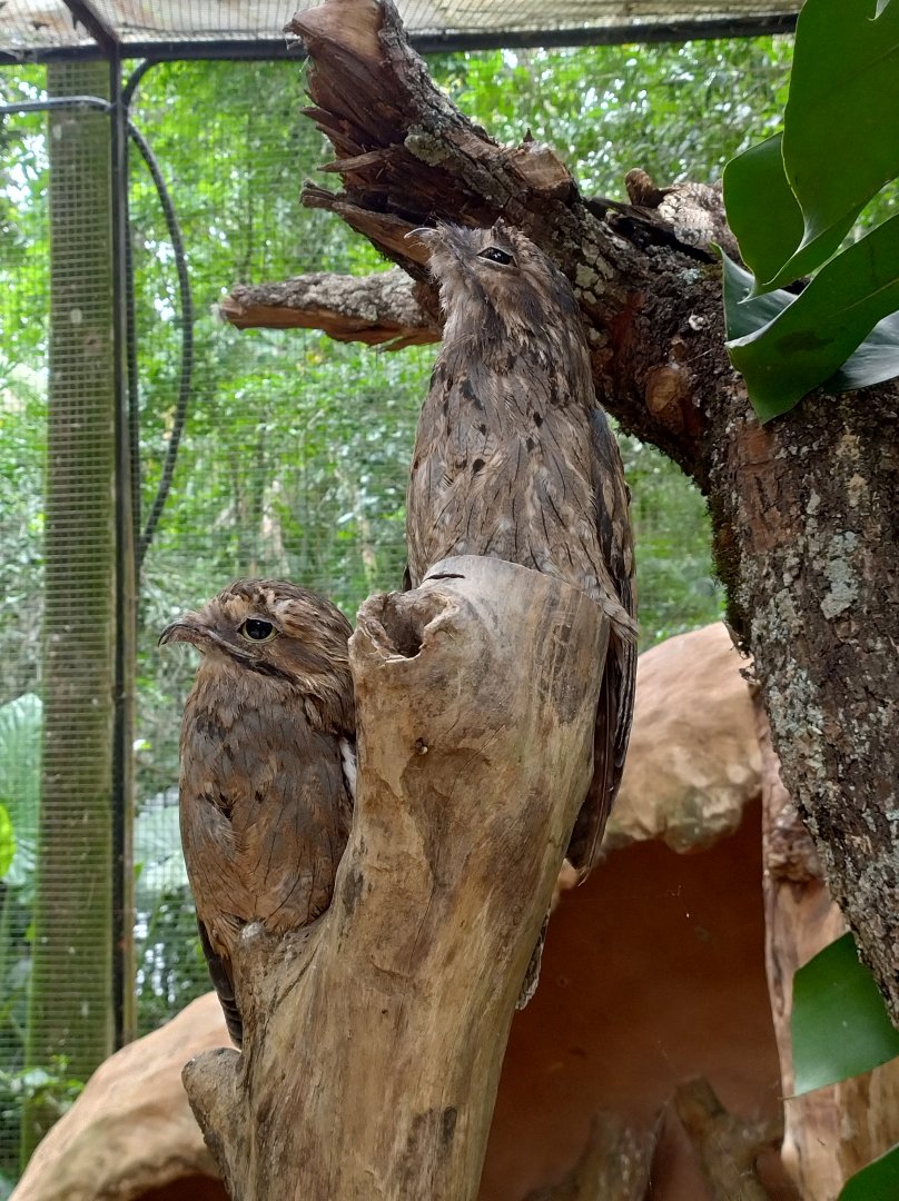 Common potoo - Parque das Aves