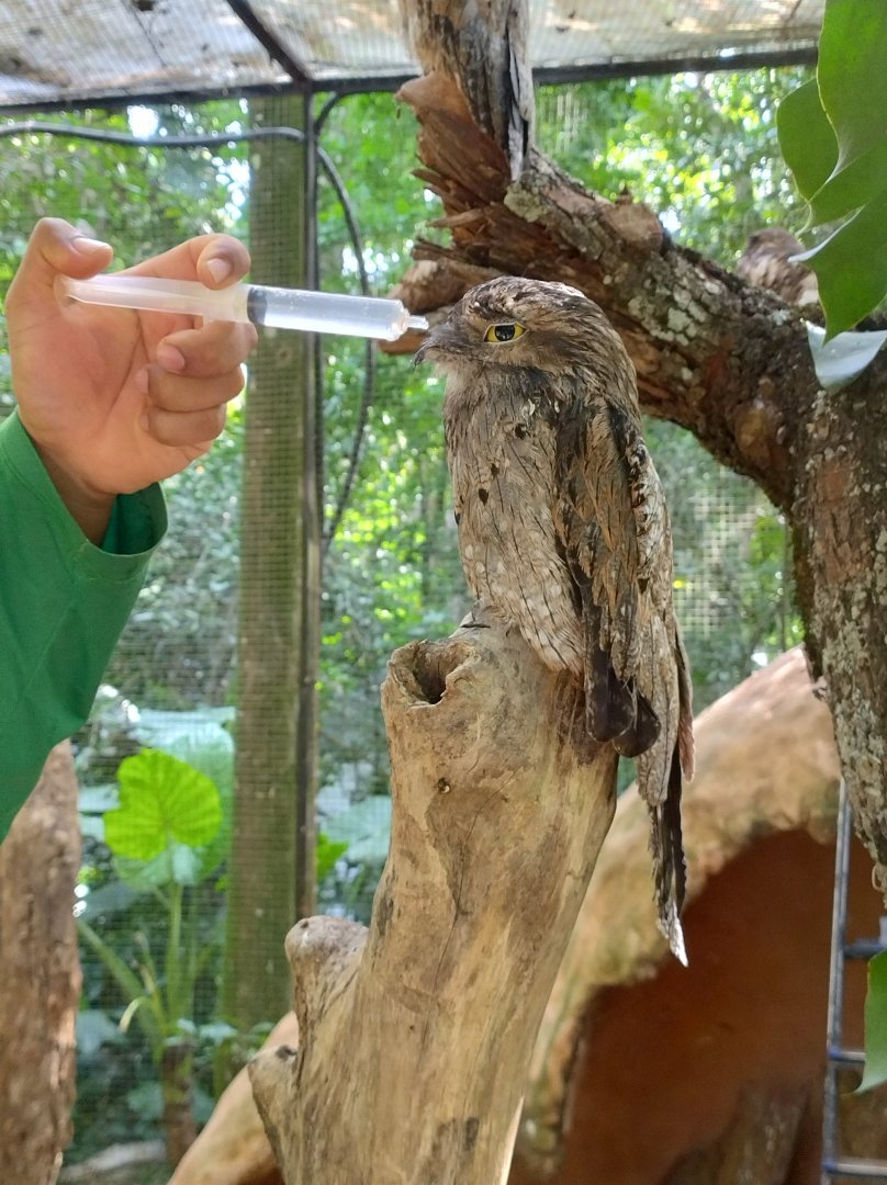 Common potoo - Parque das Aves