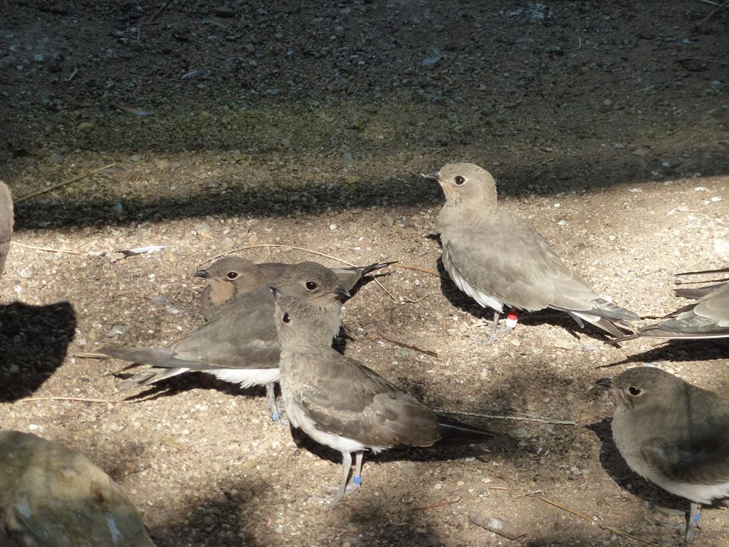 Common pratincole, July 2013.
