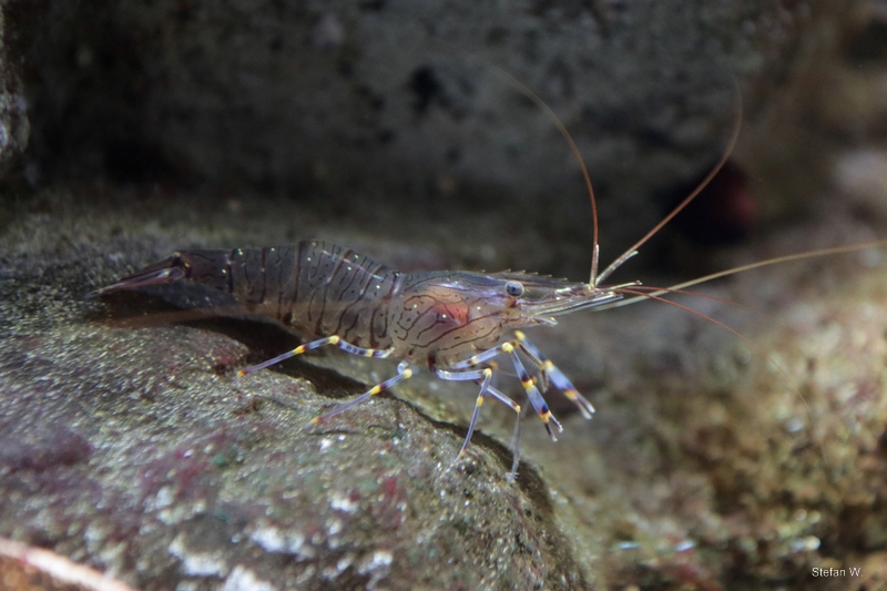 Common prawn (Palaemon serratus)