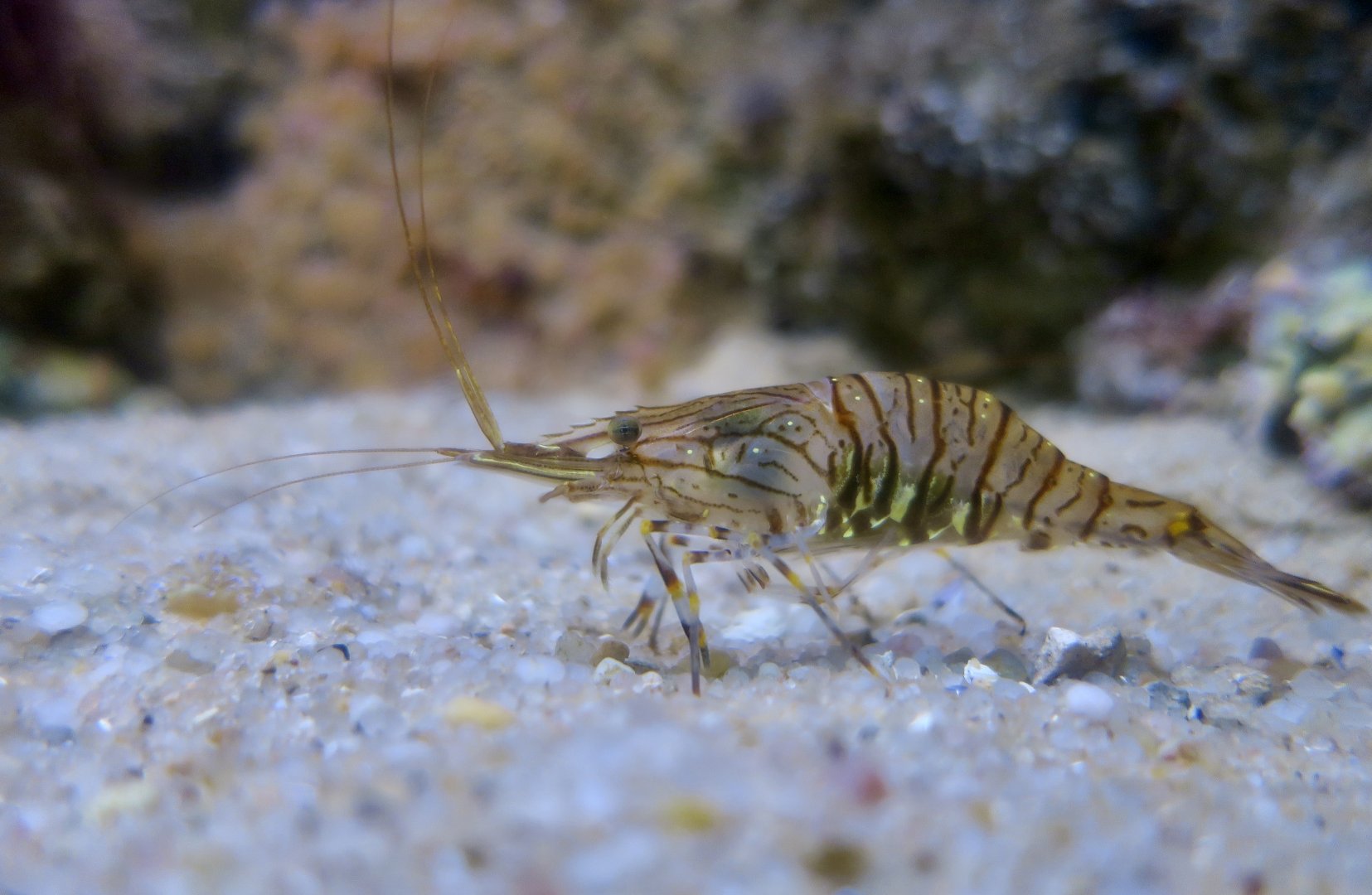 Common Prawn (Palaemon serratus)