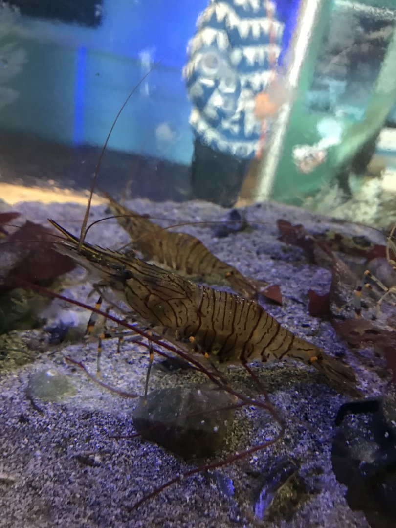 Common prawns