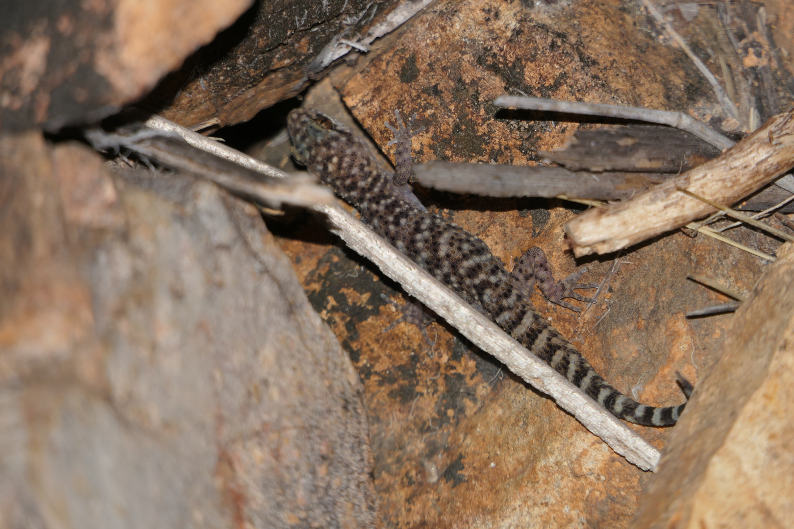 Common Prickly Gecko (Heteronotia binoei)