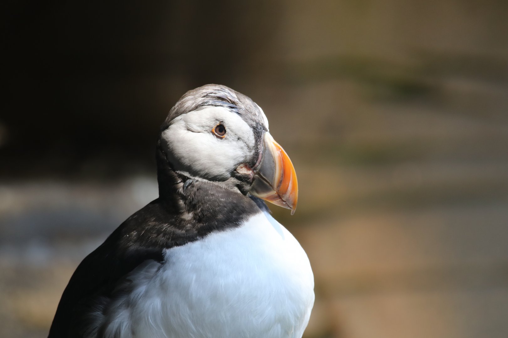 Common puffin