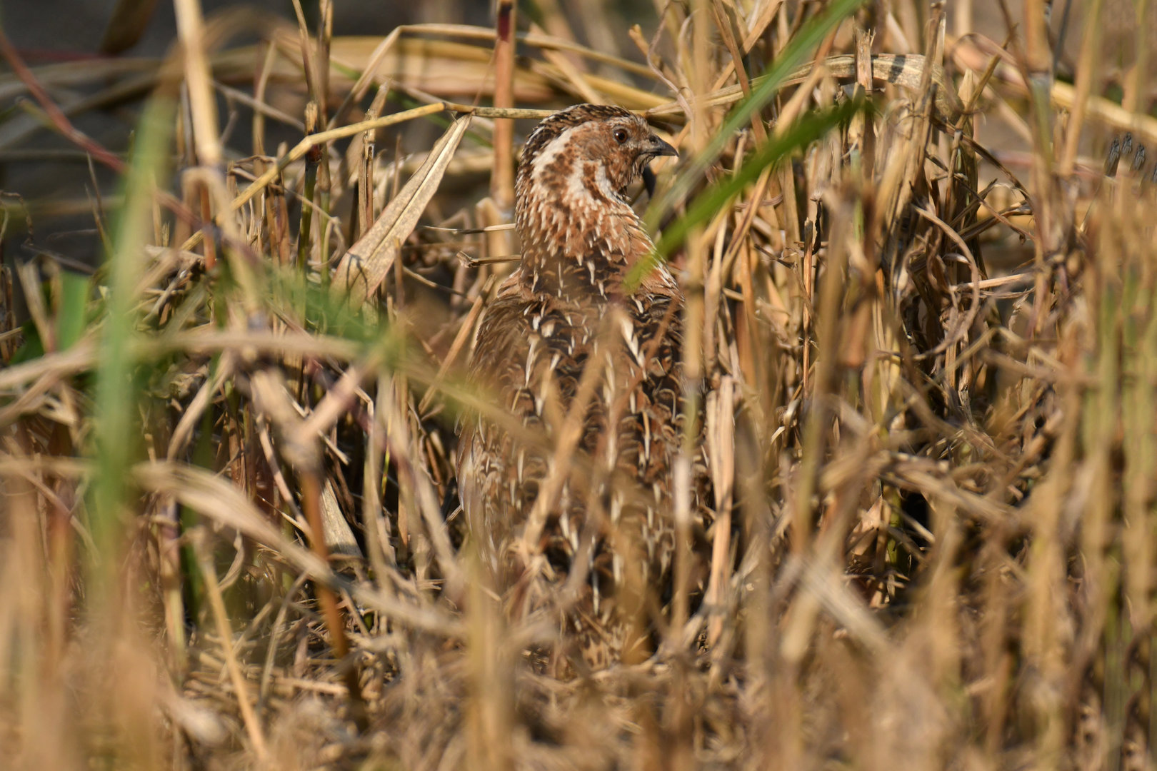 Common Quail Coturnix coturnix
