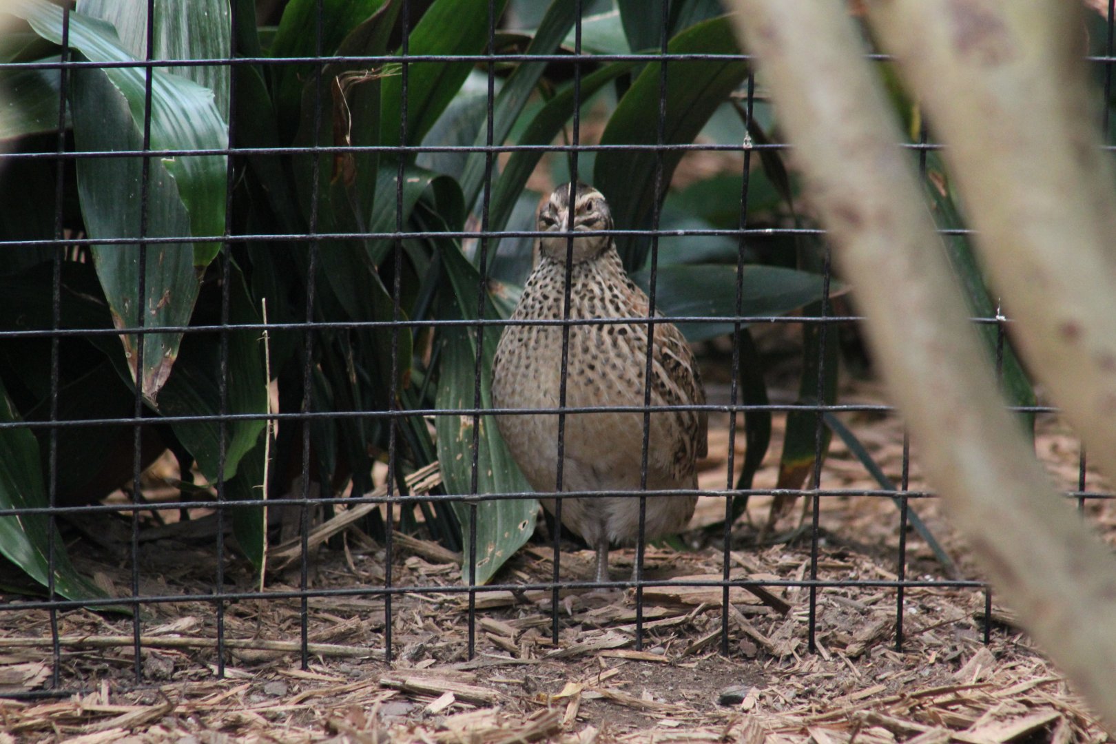 Common Quail