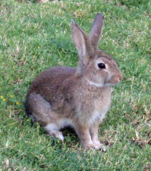 Common Rabbit (Oryctolagus cuniculus)
