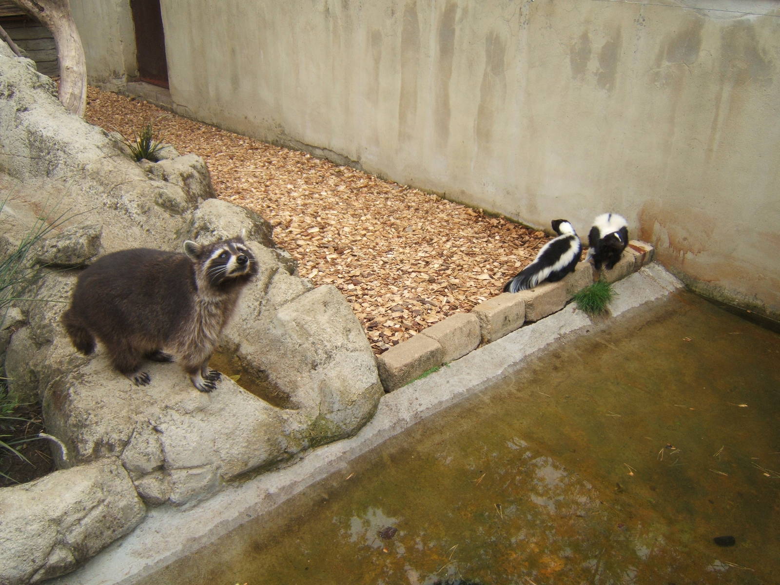 Common Raccoon and Striped Skunk`s