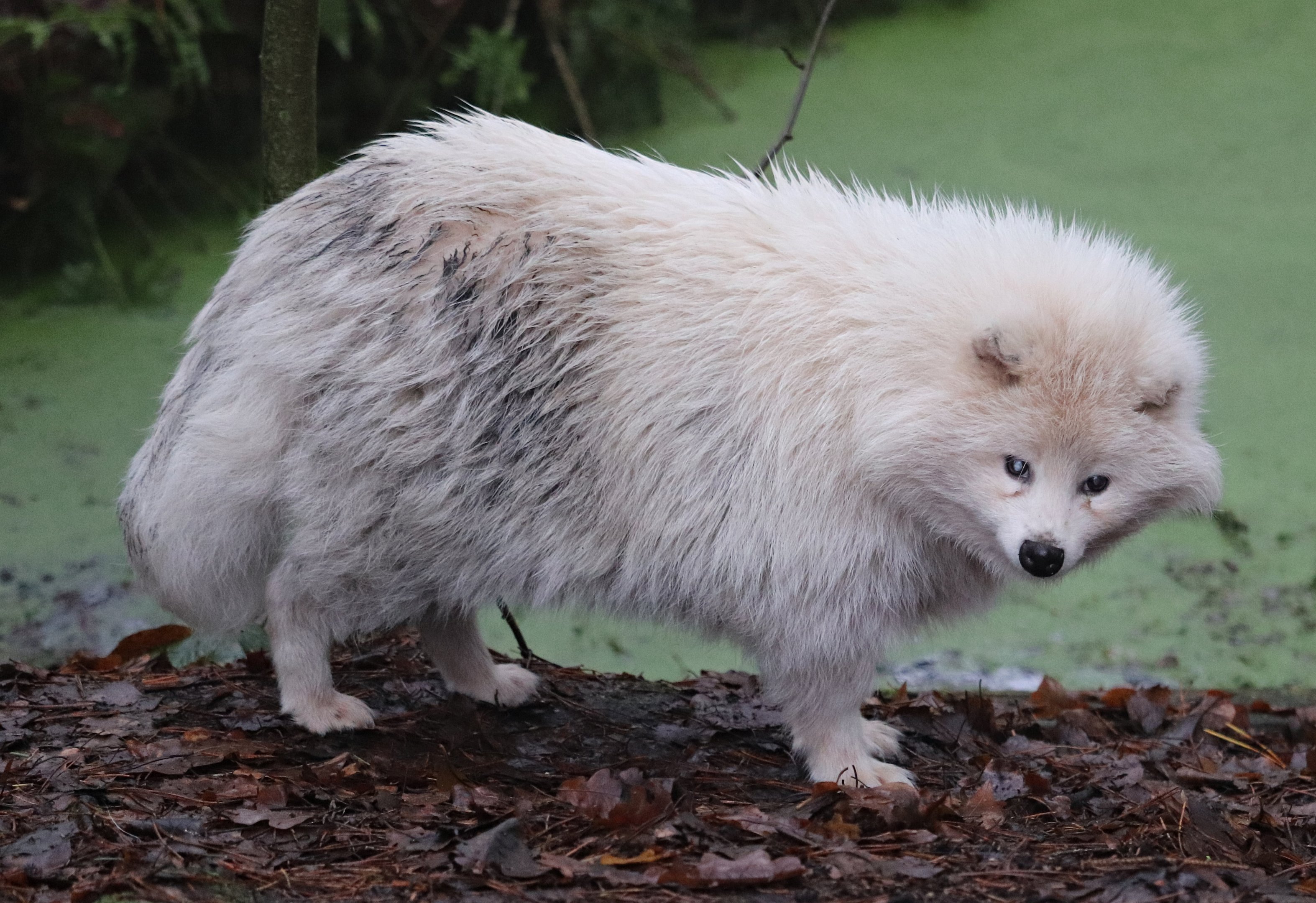 Common raccoon dog (Nyctereutes procyonoides)