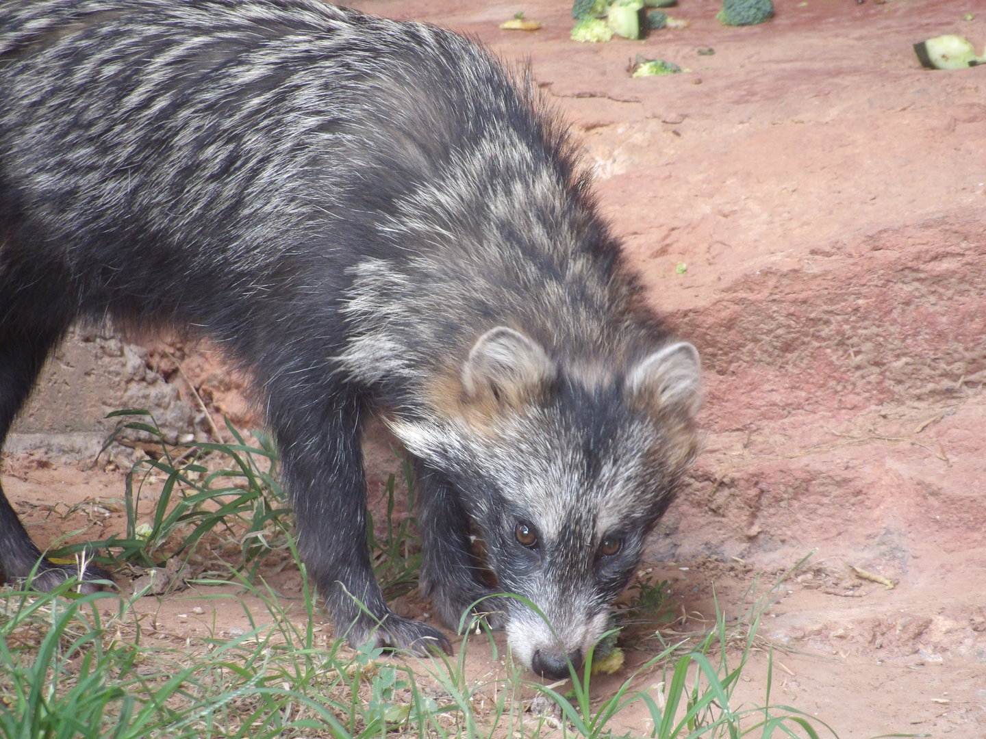 Common Raccoon Dog(Nyctereutes procyonoides)