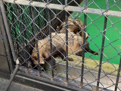 Common raccoon dog (Nyctereutes procyonoides)