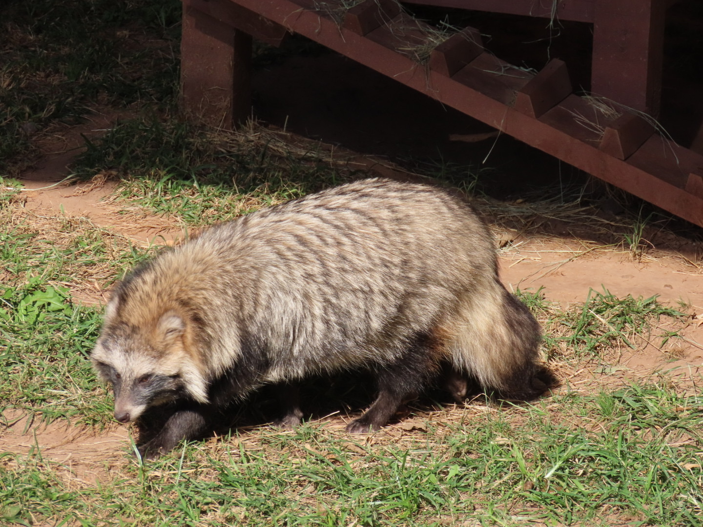 Common Raccoon Dog