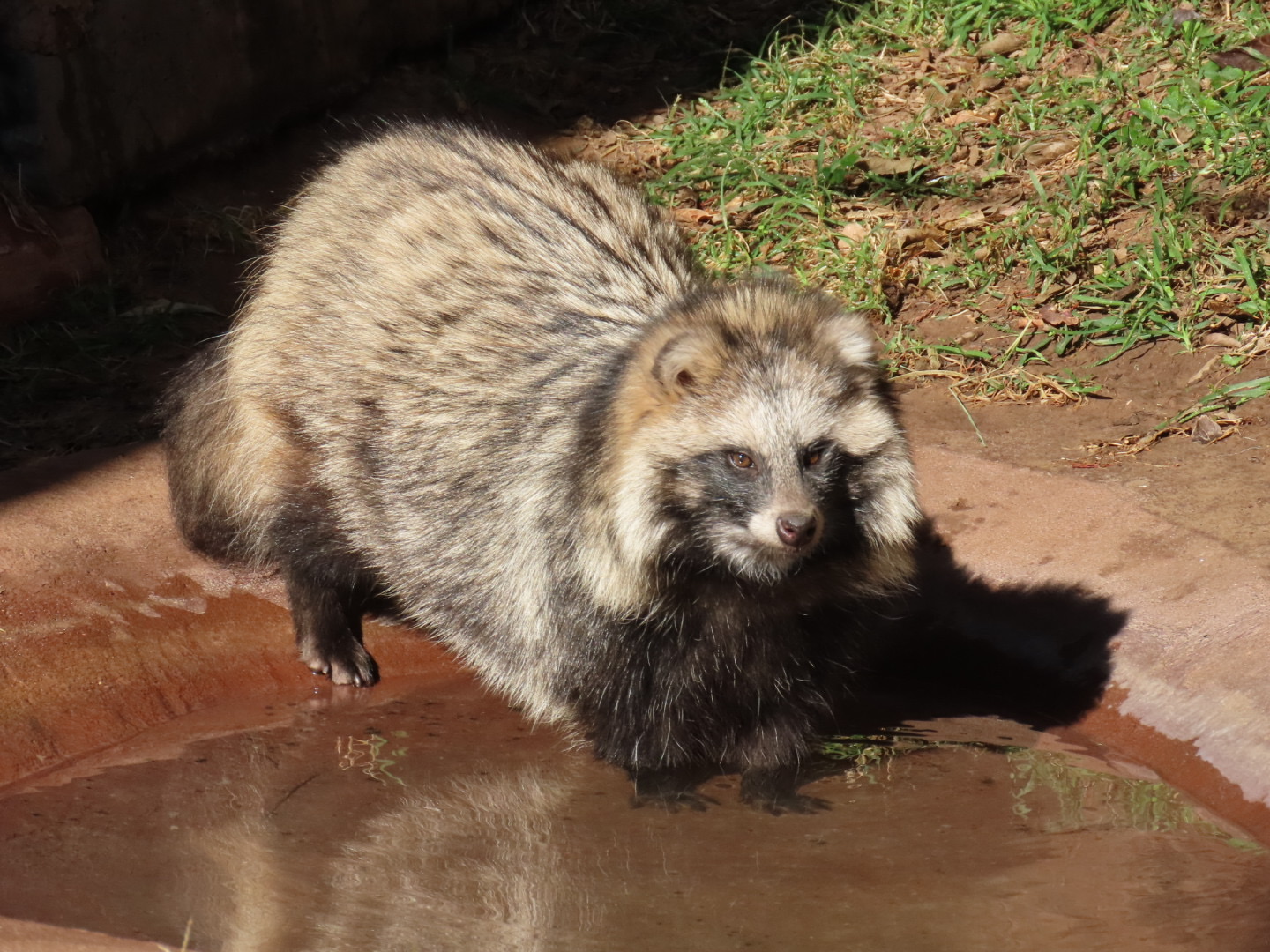 Common Raccoon Dog