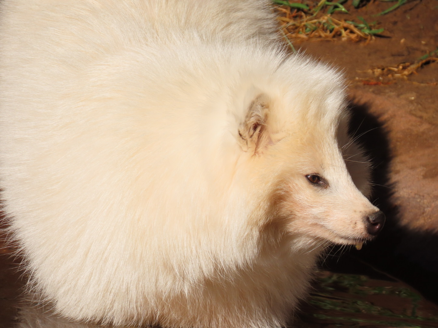 Common Raccoon Dog