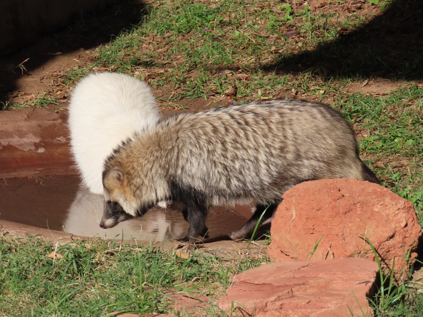 Common Raccoon Dogs