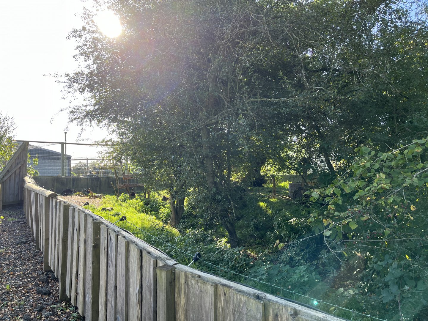 Common raccoon enclosure 14.10.23