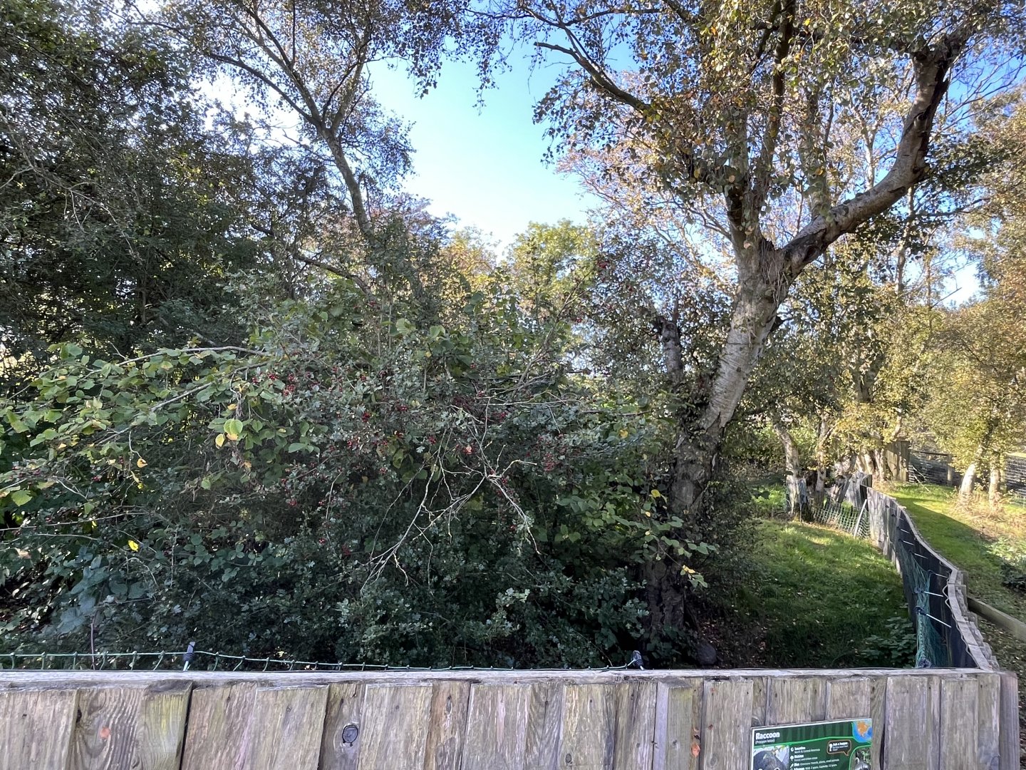 Common raccoon enclosure 14.10.23