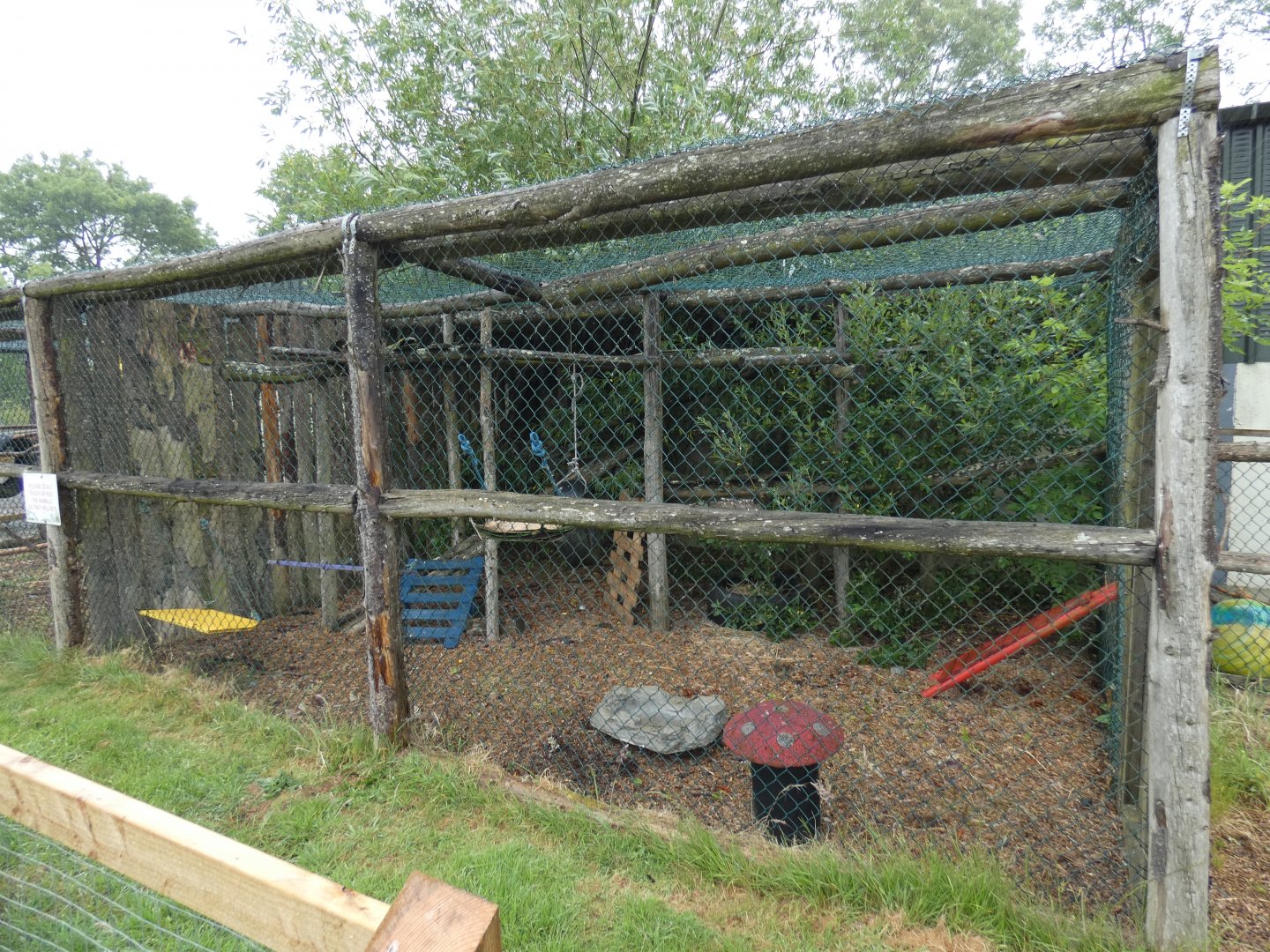 Common raccoon enclosure