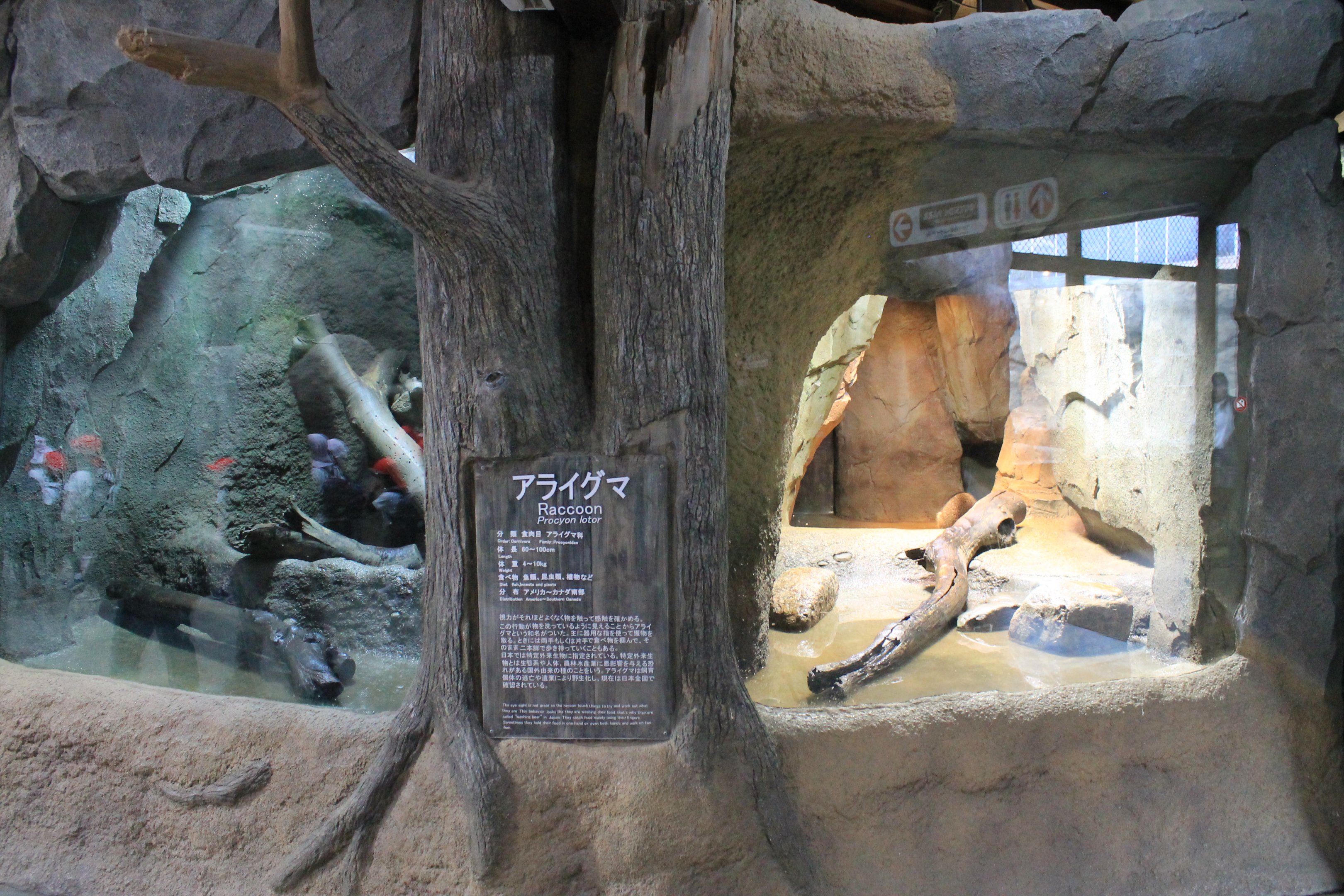 Common Raccoon enclosures