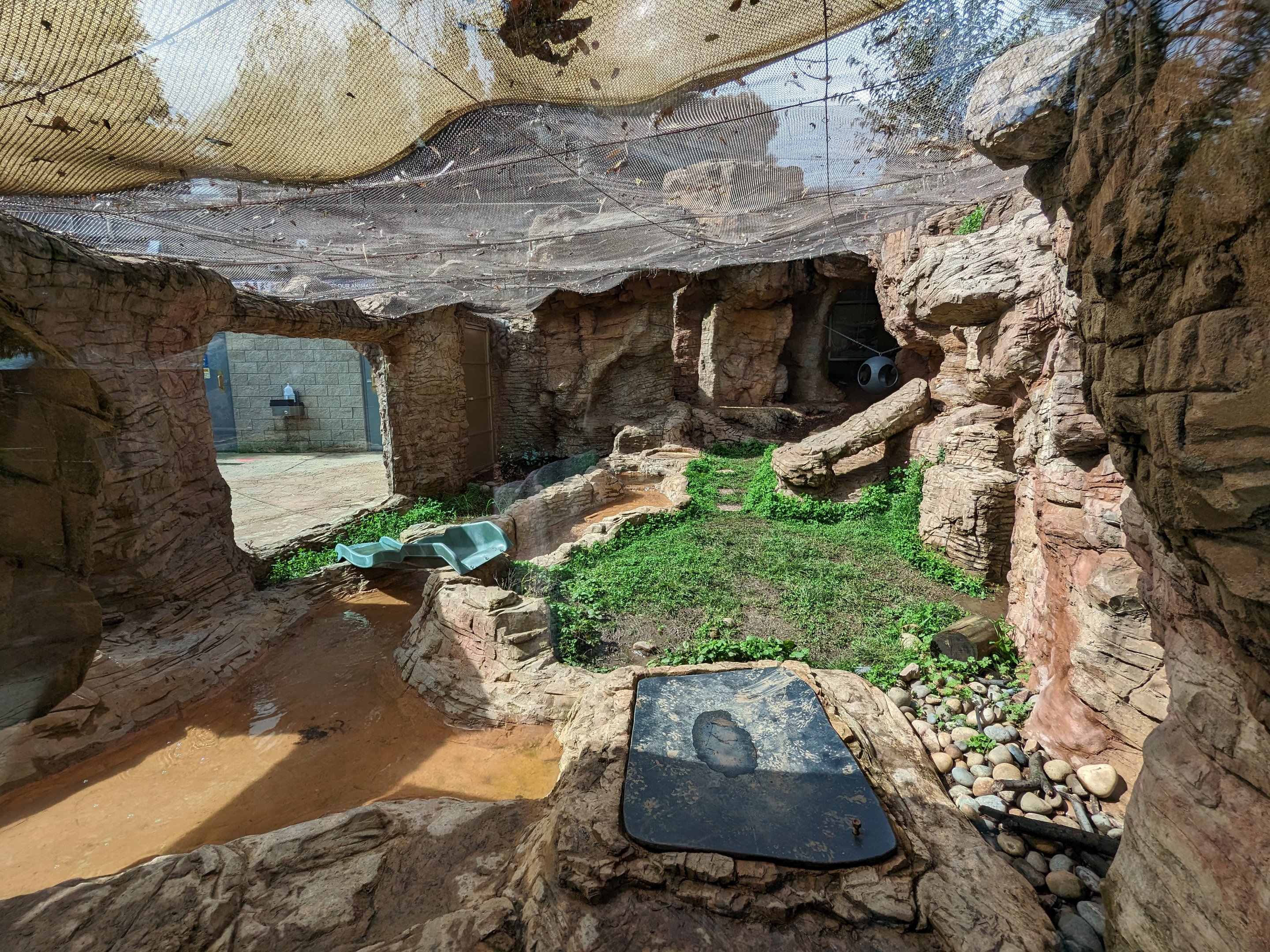 Common raccoon enslosure