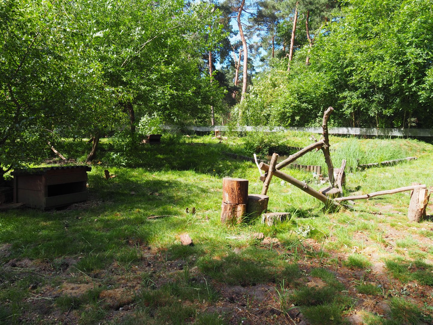 Common Raccoon Exhibit