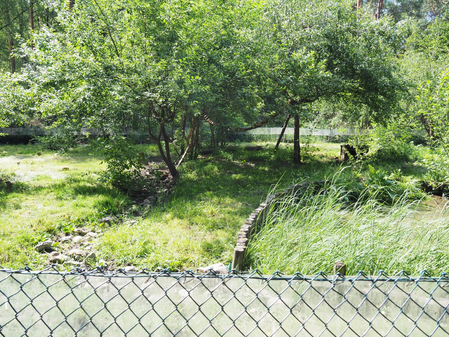 Common Raccoon Exhibit