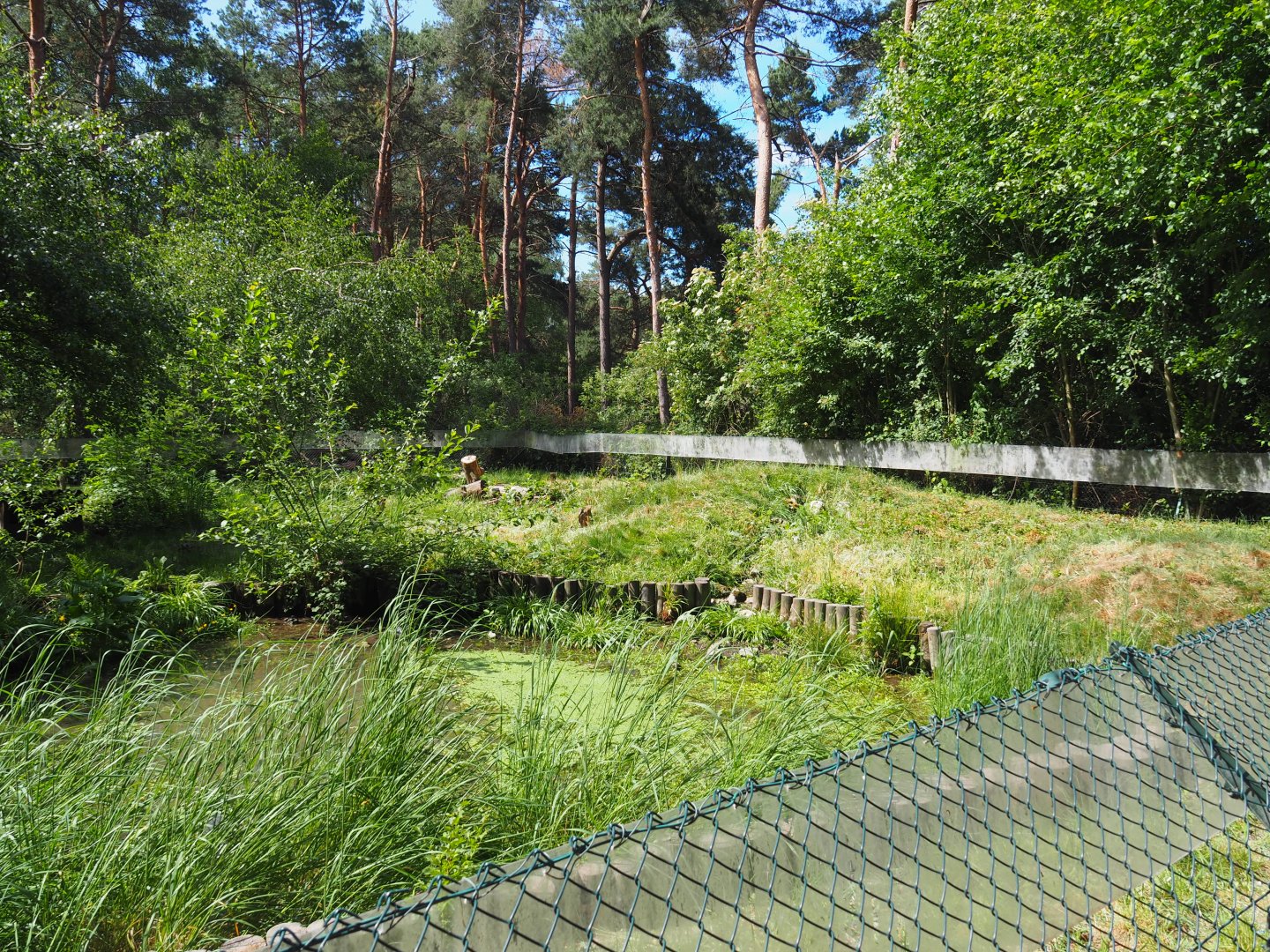 Common Raccoon Exhibit