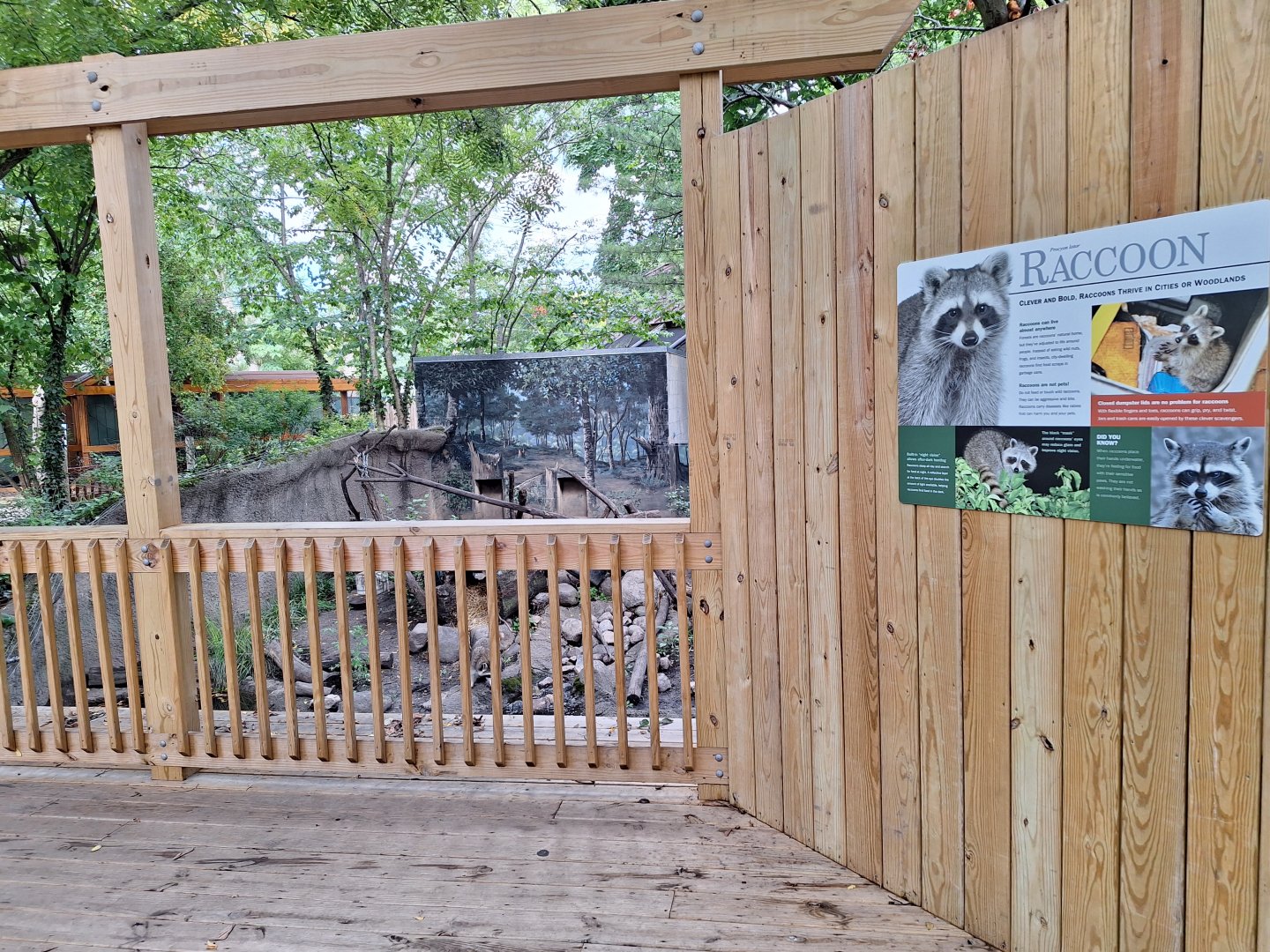 Common raccoon exhibit