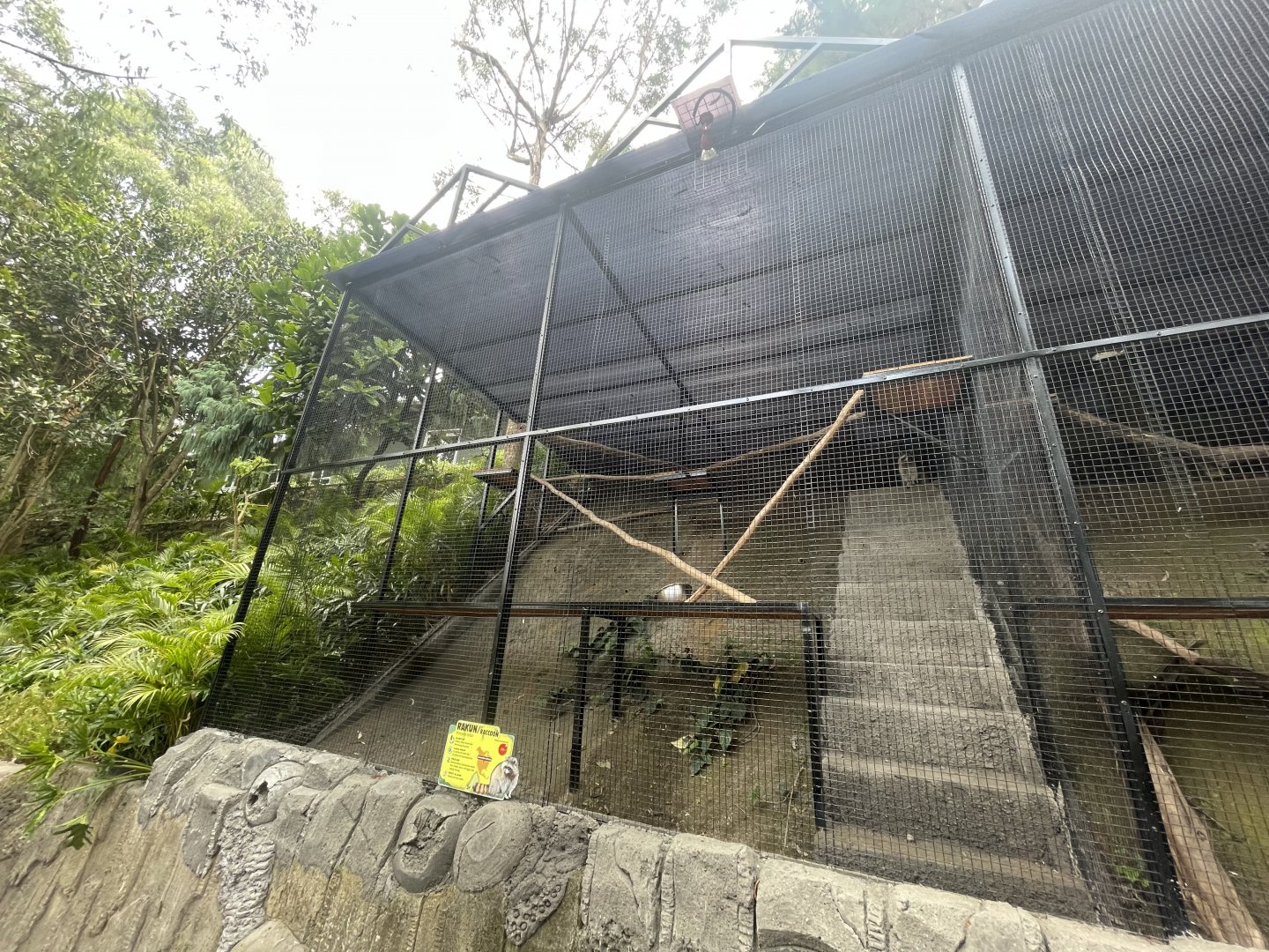 common raccoon exhibit