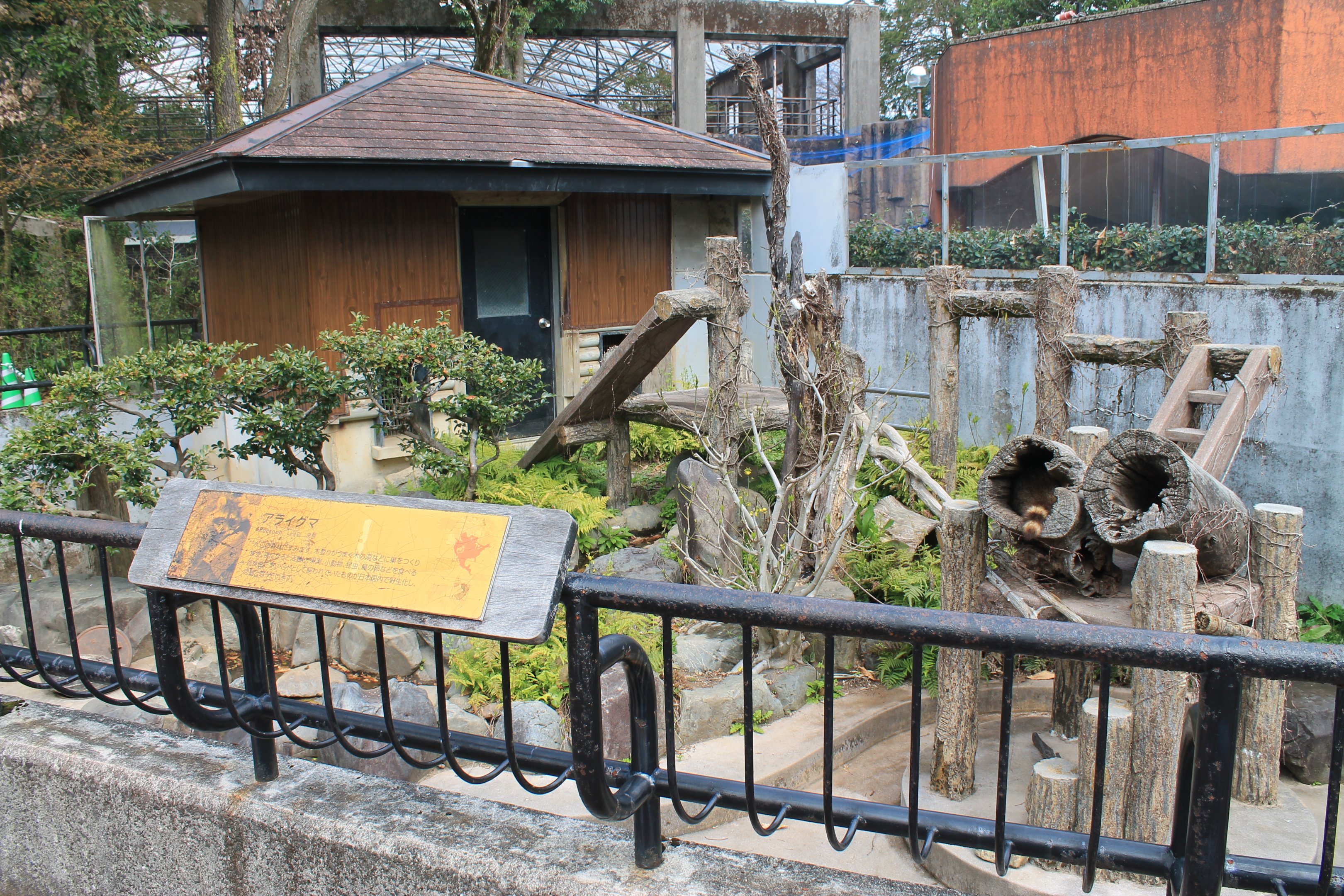 Common Raccoon - Hirakawa Zoo (Kagoshima)