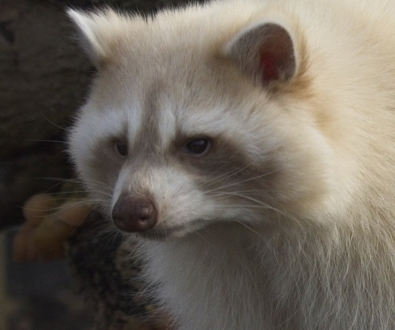 Common Raccoon (Leucistic)