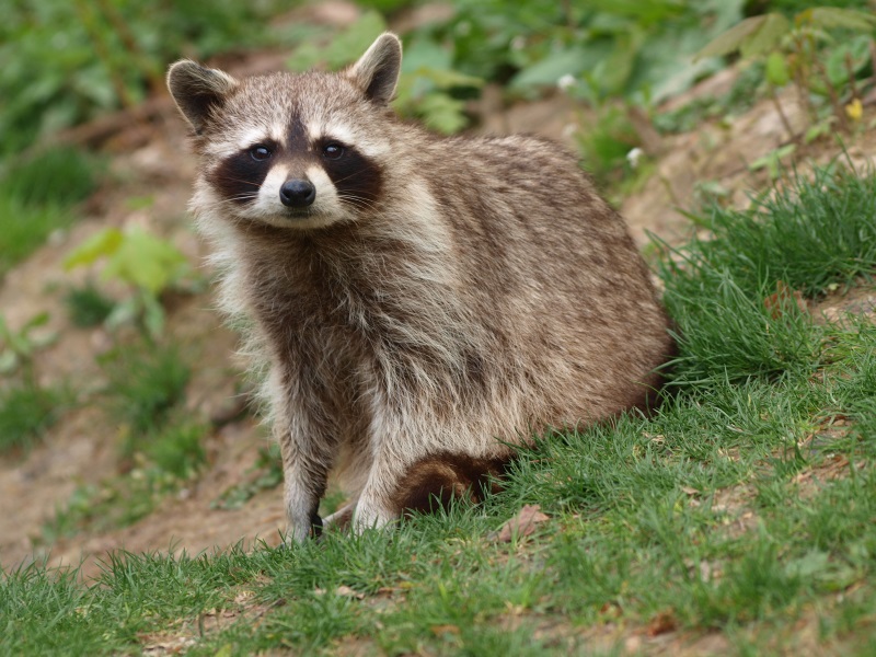 Common raccoon (May 2nd, 2015)