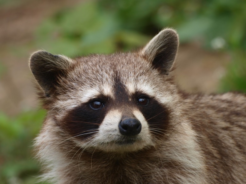 Common raccoon (May 2nd, 2015)
