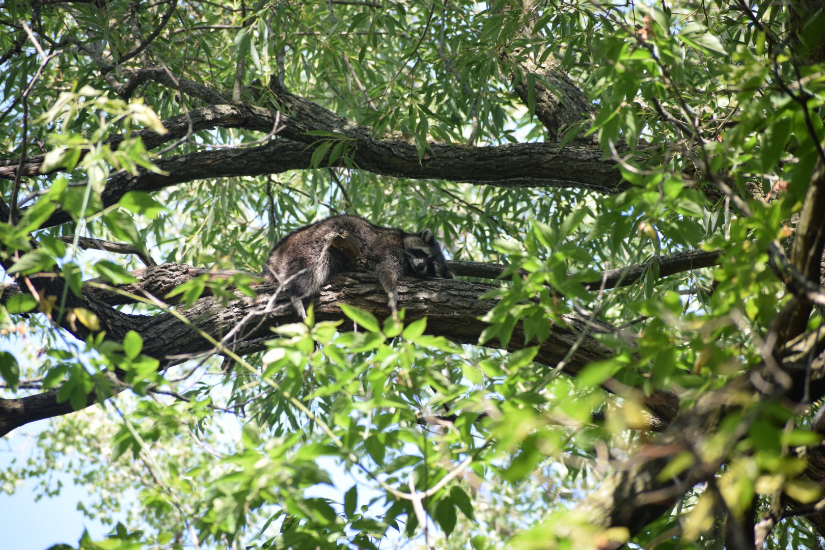 Common Raccoon, Ontario