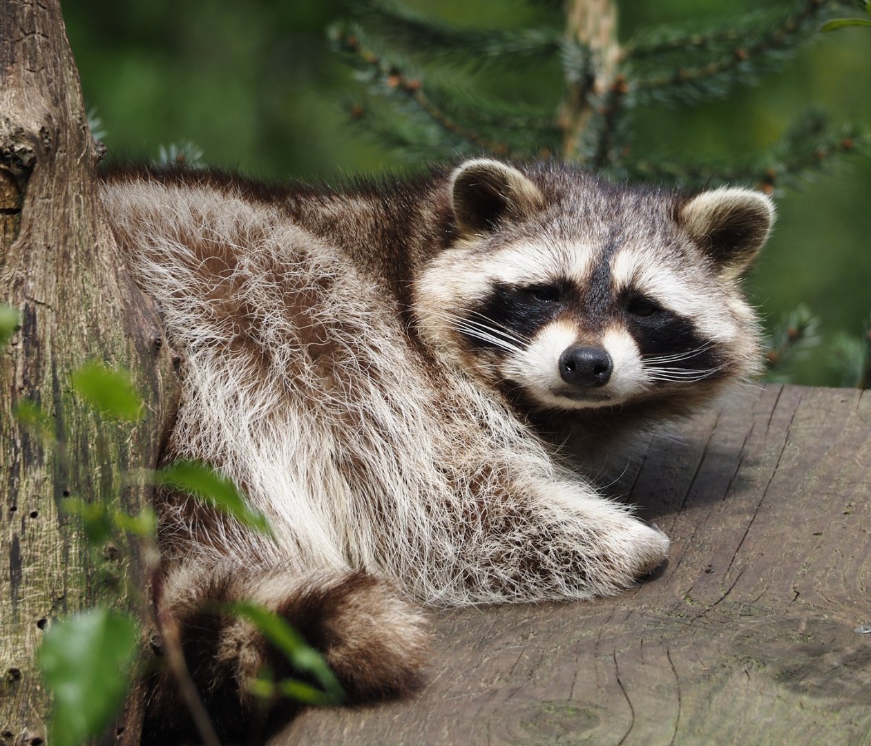 Common raccoon (Procyon lotor), 2024-04-14