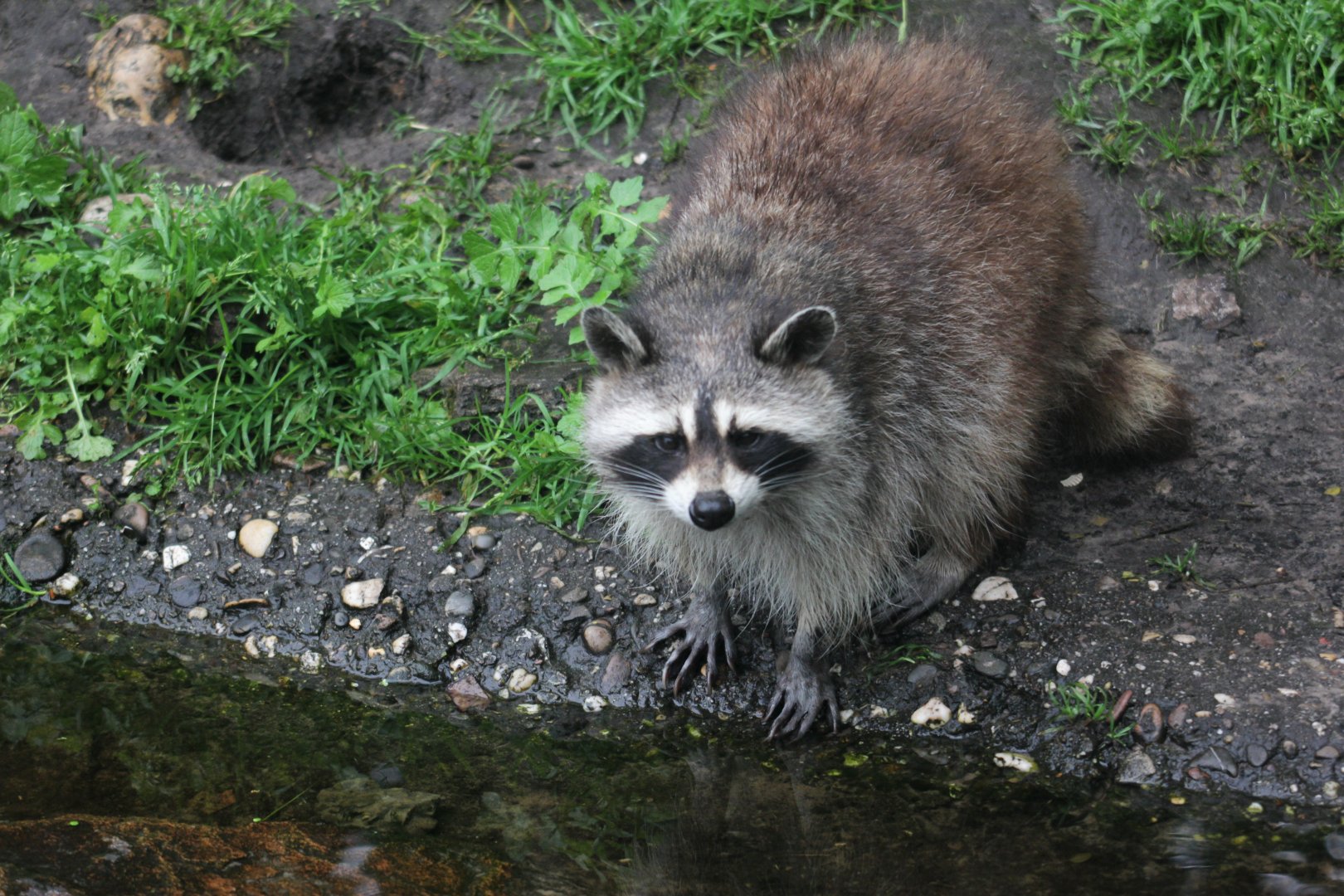 Common raccoon (Procyon lotor).