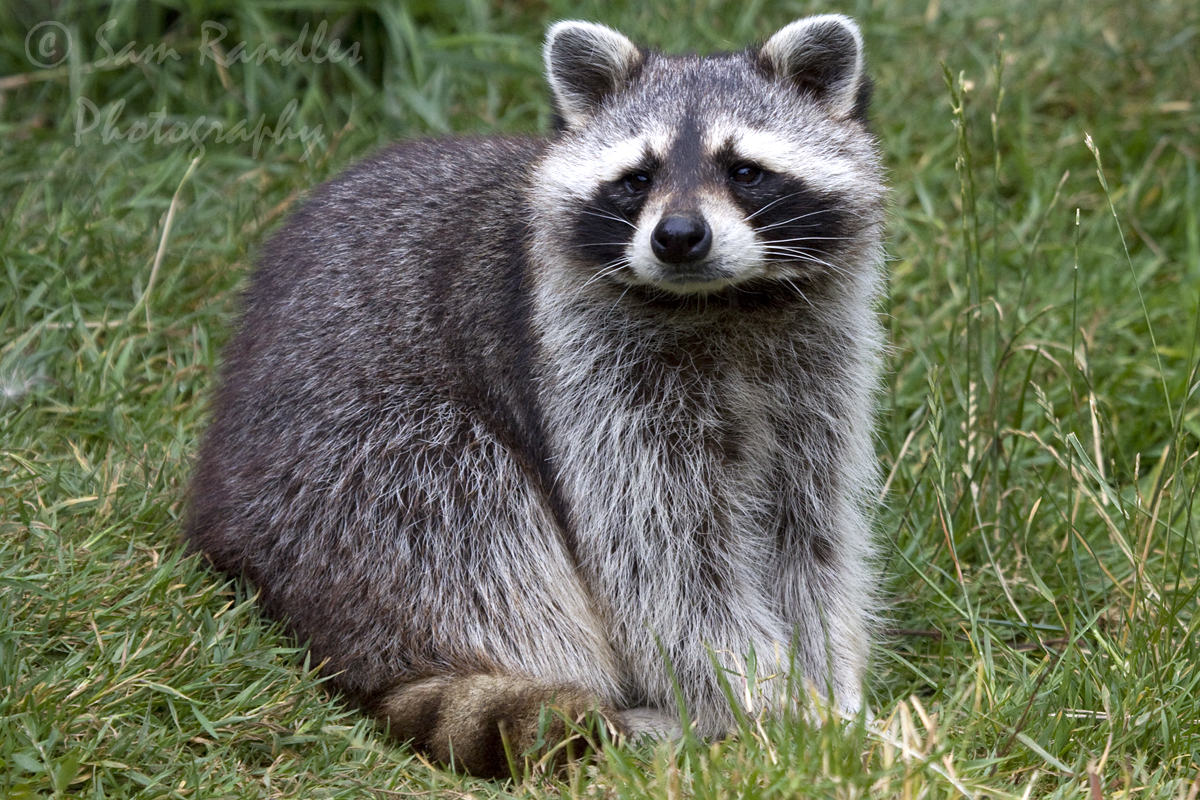 Common raccoon (Procyon lotor)
