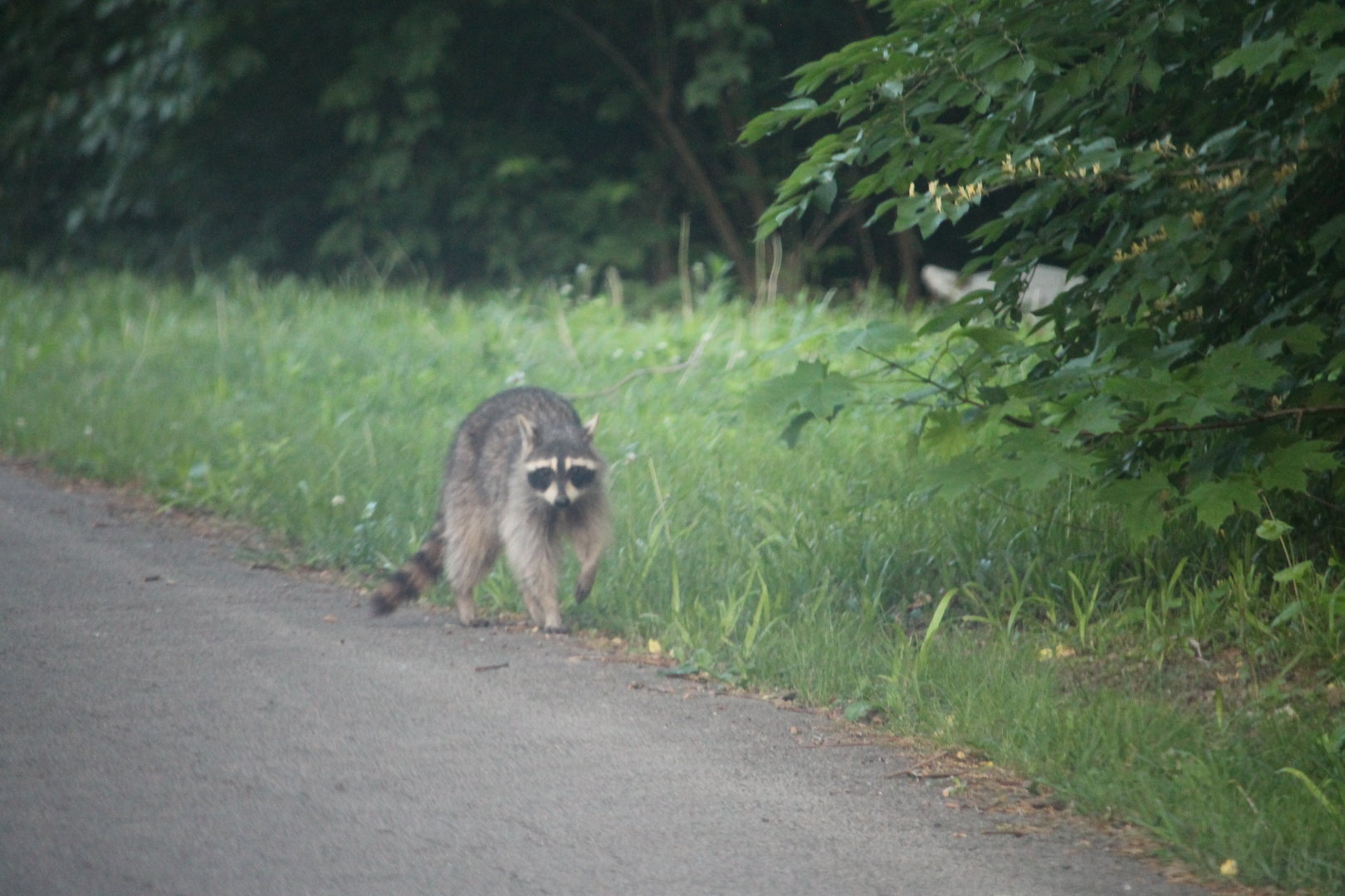 Common Raccoon (Procyon lotor)