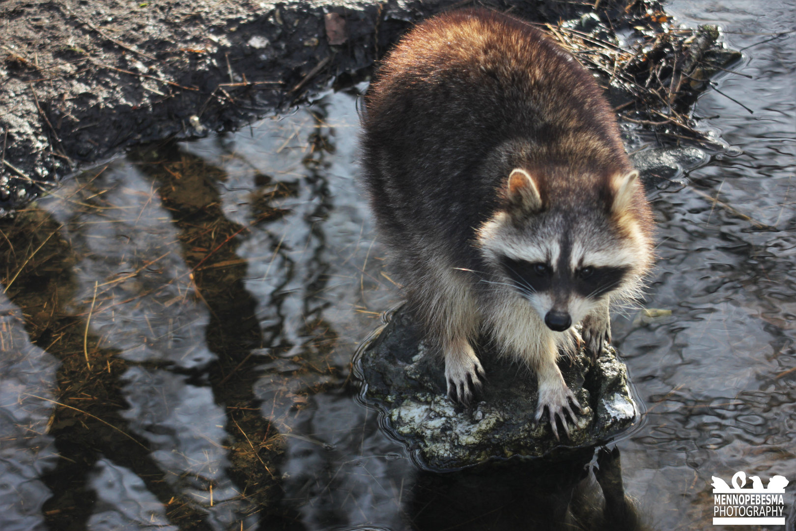 Common raccoon (Procyon lotor)