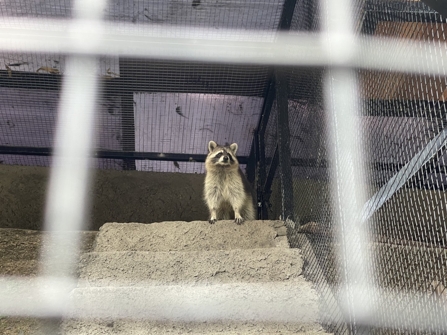 common raccoon (procyon lotor)