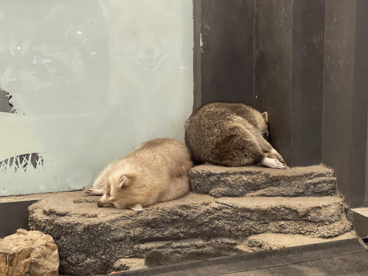 common raccoon (procyon lotor)