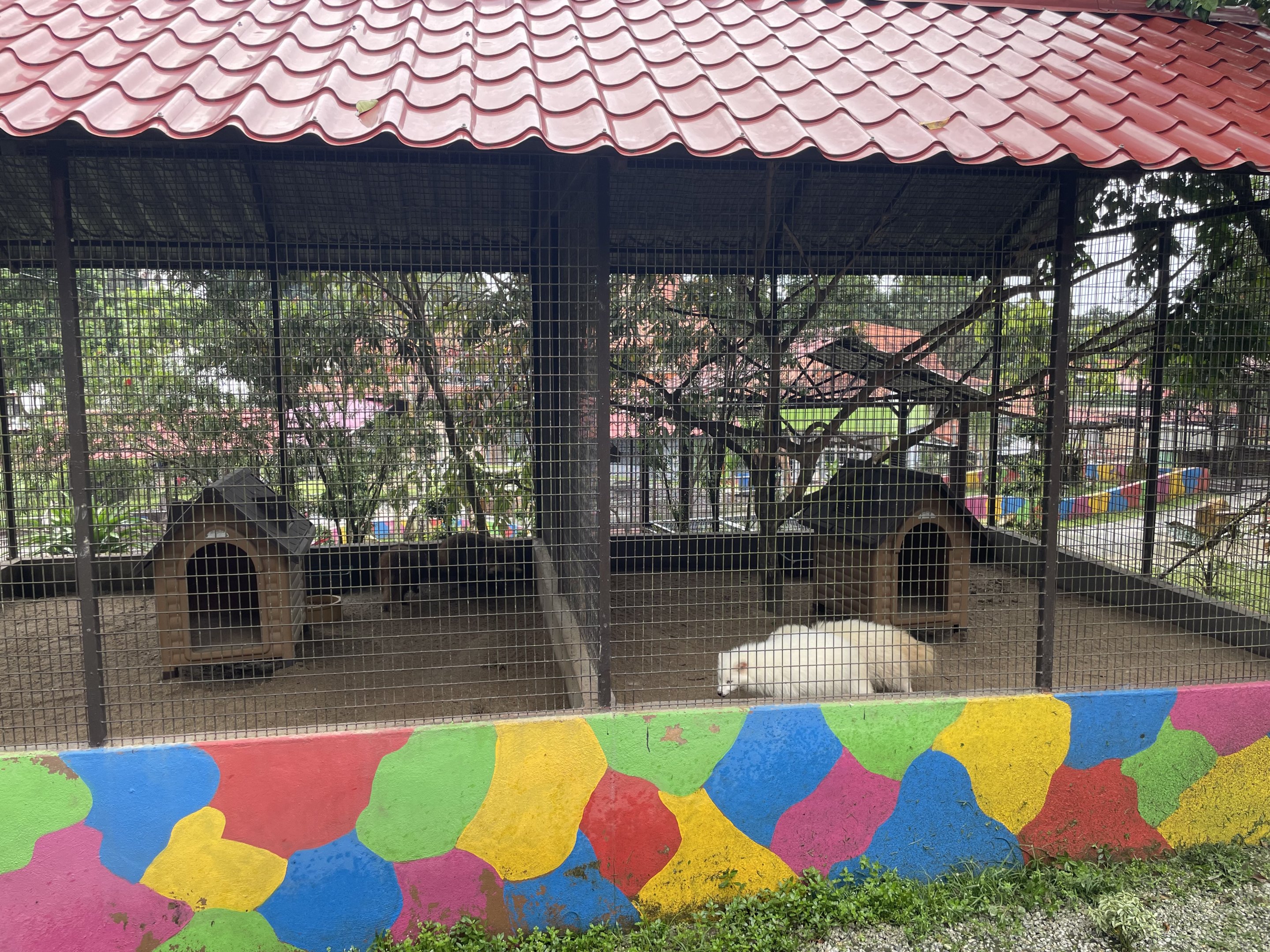 Common Raccoon / Raccoon Dog Exhibit