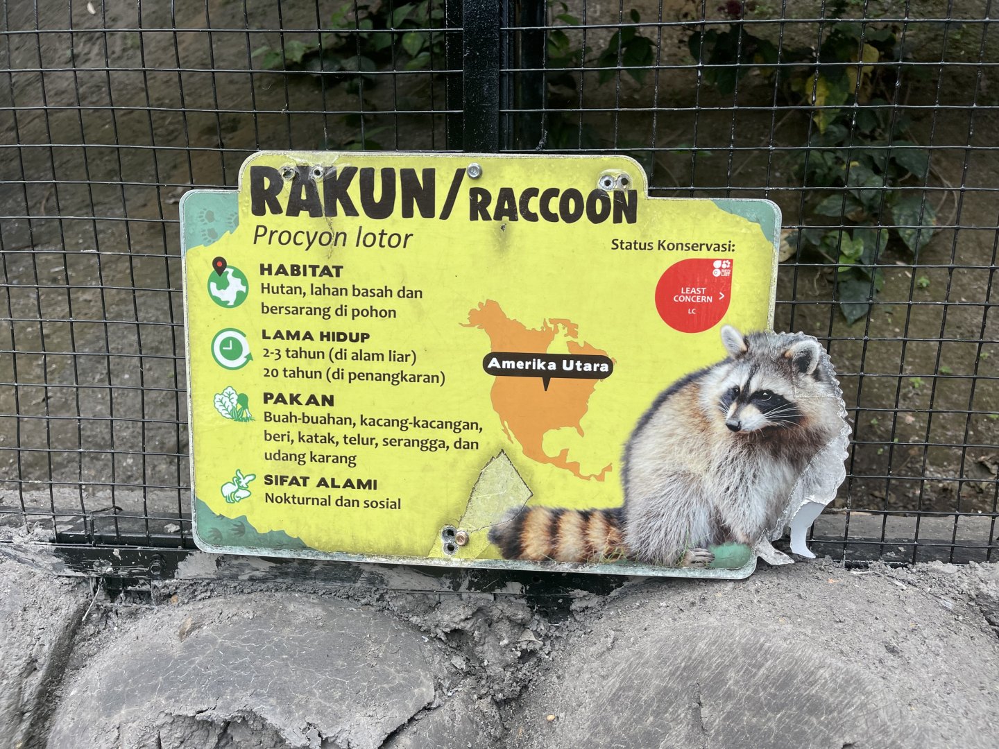 common raccoon signage