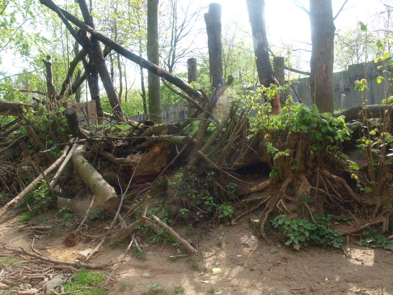 Common raccoon/Striped skunk exhibit (May 2nd, 2015)