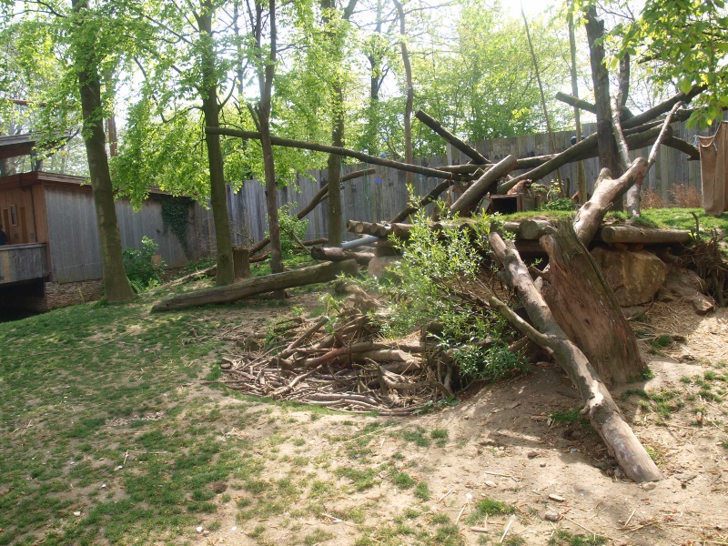Common raccoon/Striped skunk exhibit (May 2nd, 2015)